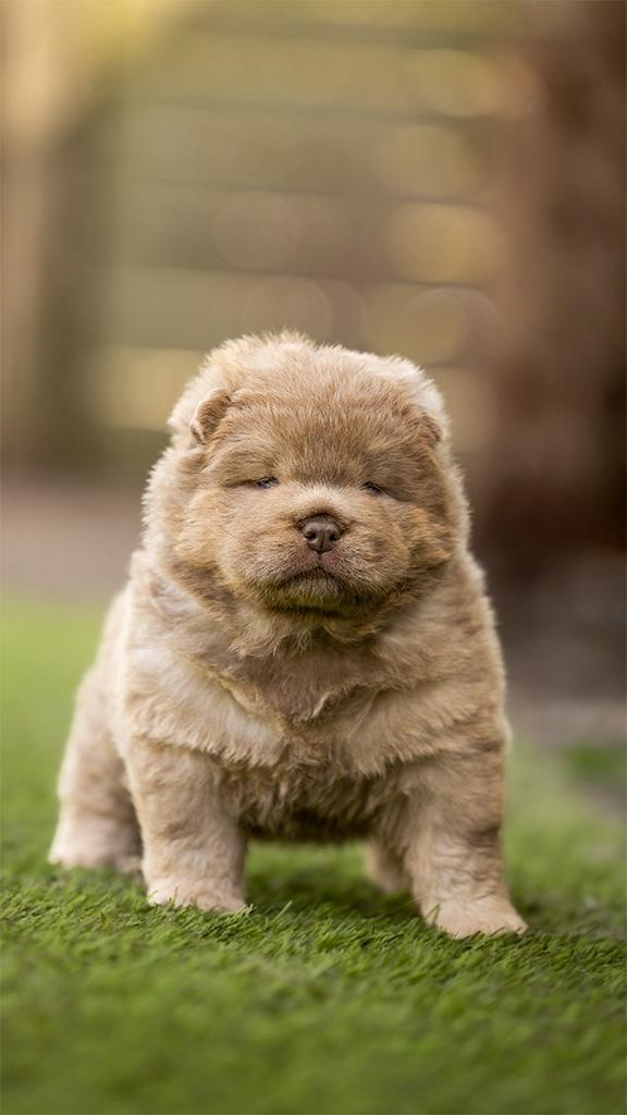 Chow chow pups (lilac fawn en choco fawn), Parvo, Reu, 8 tot 15 weken, Meerdere
