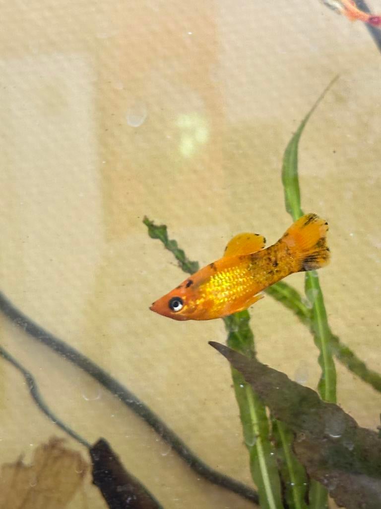 Molly vis mannetje, Dieren en Toebehoren, Vissen | Aquariumvissen, Vis, Zoetwatervis