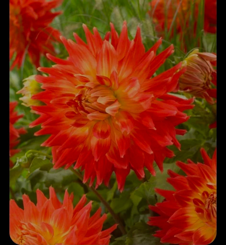 Dahlia fired up grote knol bollen, Ophalen of Verzenden, Volle zon, Knol