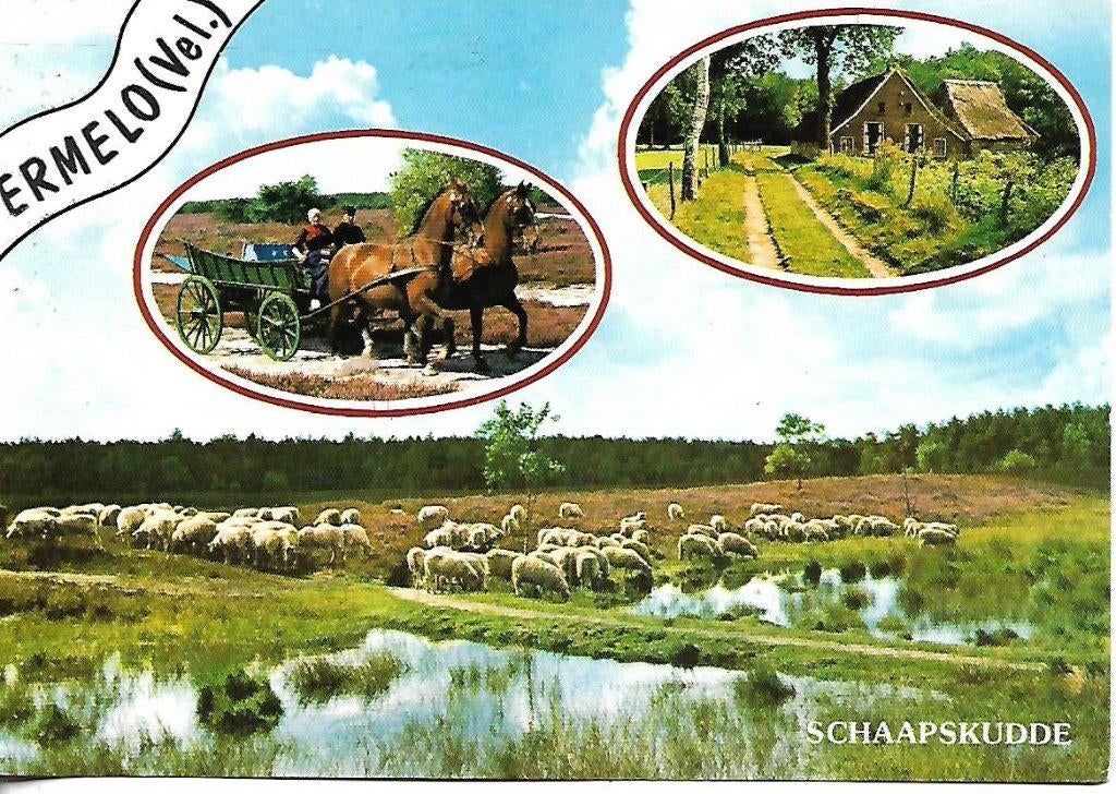 Ermelo- -3-luik, schaapskudde., Verzenden, 1980 tot heden, Gelopen, Gelderland