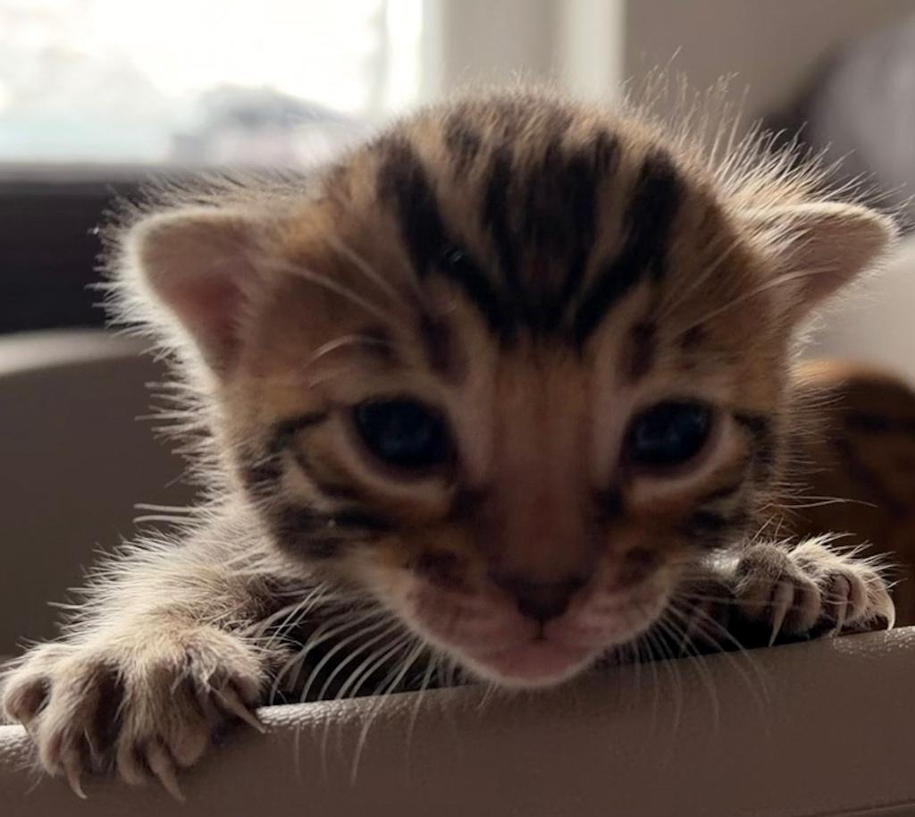 Exclusieve Bengal kittens met stamboom | geboren 03/2026, Meerdere dieren, Met stamboom, 0 tot 2 jaar