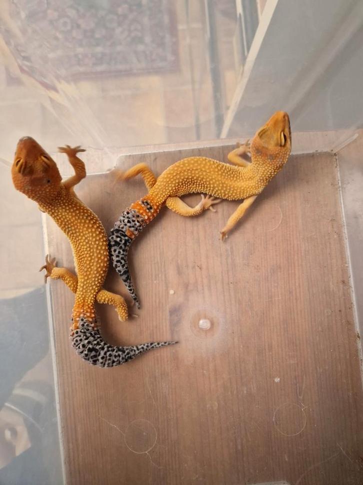 E MACULARIUS luipaardgekko's manderin enigma Leopard Gecko - unknown for sale from hofman