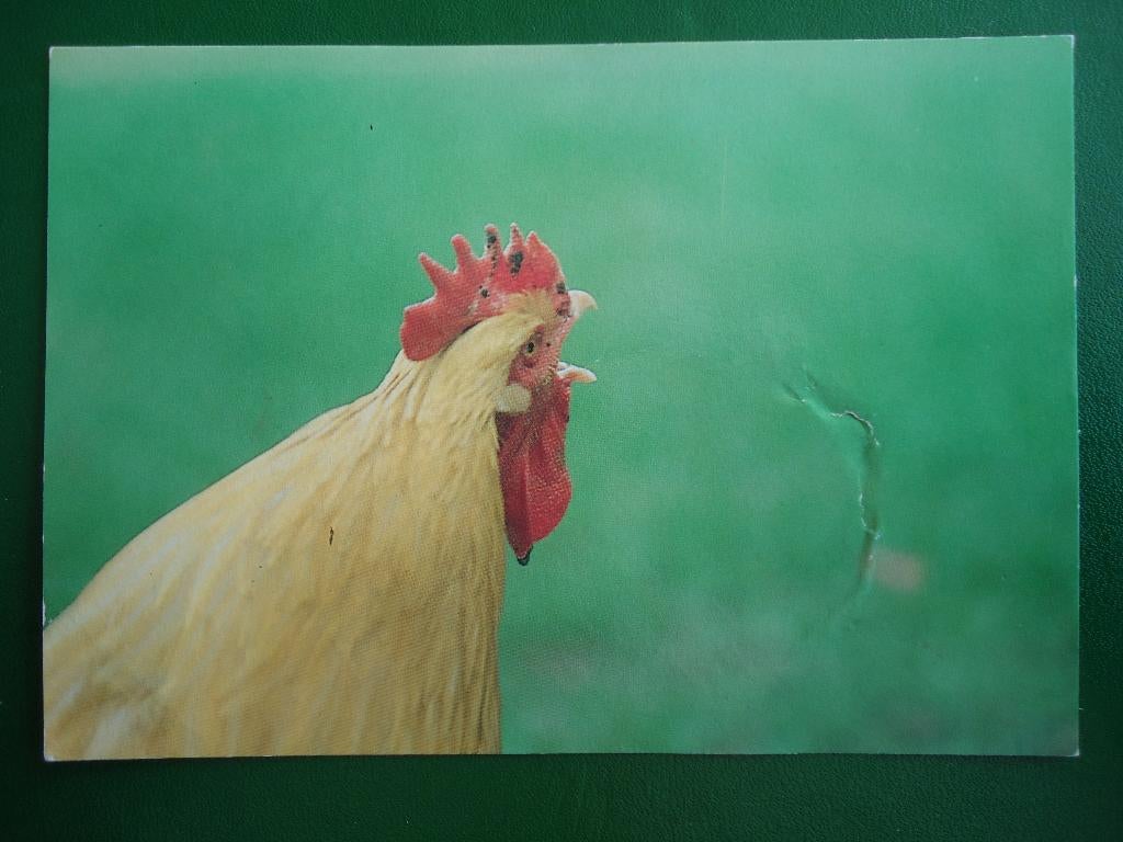 (1012) Dierenkaart: KIP, Verzenden, 1980 tot heden, Gelopen, Vogel