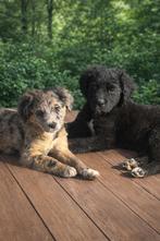 Aussidoodle pups, Parvo, België, Particulier, 8 tot 15 weken