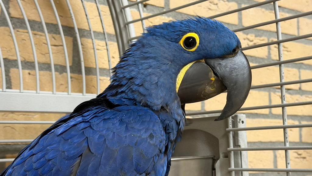 Hyacint Ara Papegaaien, Dieren en Toebehoren, Vogels | Parkieten en Papegaaien, Mannelijk, Papegaai, Pratend