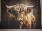 Schotse hooglander op canvas 80x60, Ophalen, Zo goed als nieuw
