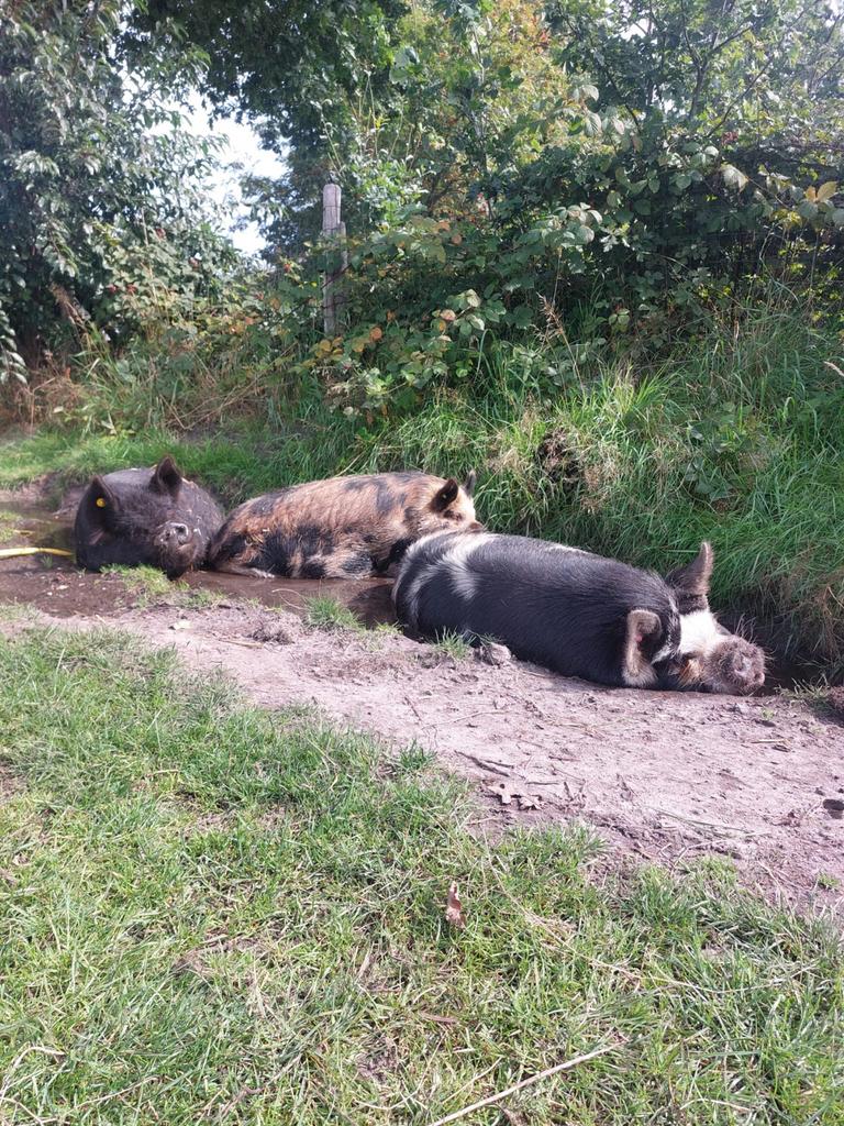 Kunu kunu varkens, Meerdere dieren, Varken