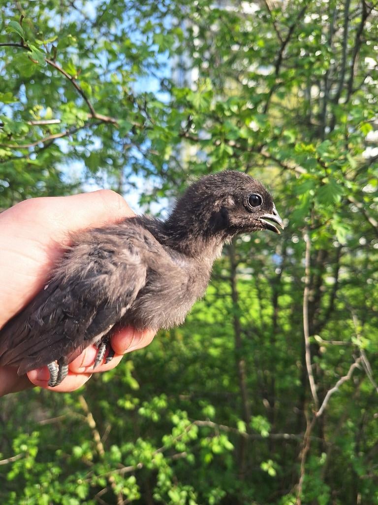 Ayam cemani kuikens, Geslacht onbekend, Kip