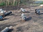 Wyandotte kriel zilver zwart gezoomd, Dieren en Toebehoren, Pluimvee, Vrouwelijk, Kip