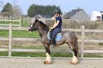 elegante Tinker ruin, Ruin, Zadelmak, 3 tot 6 jaar, Gechipt