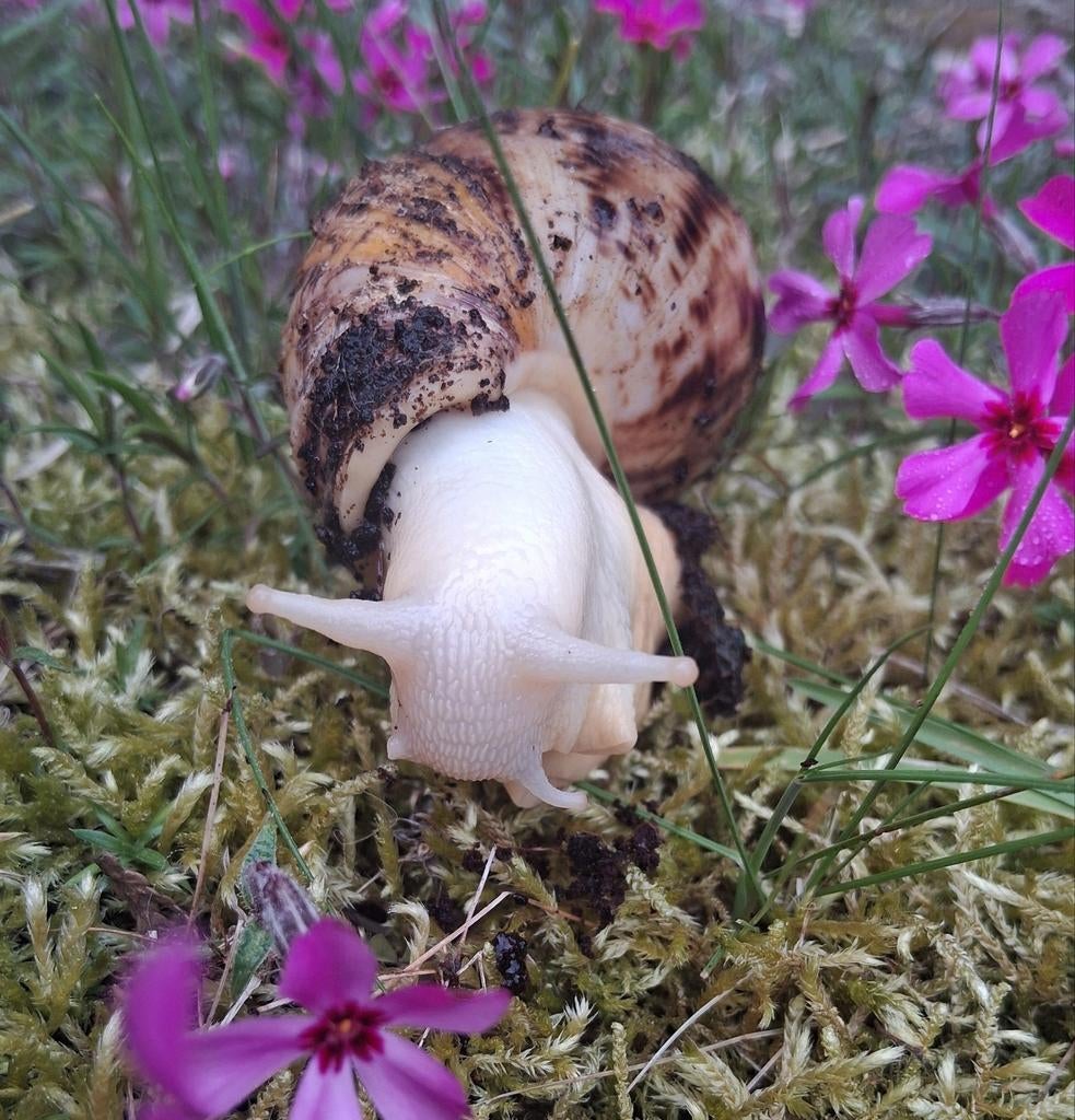2 albino agaatslakken, Dieren en Toebehoren, Reptielen en Amfibieën, Slang, 0 tot 2 jaar