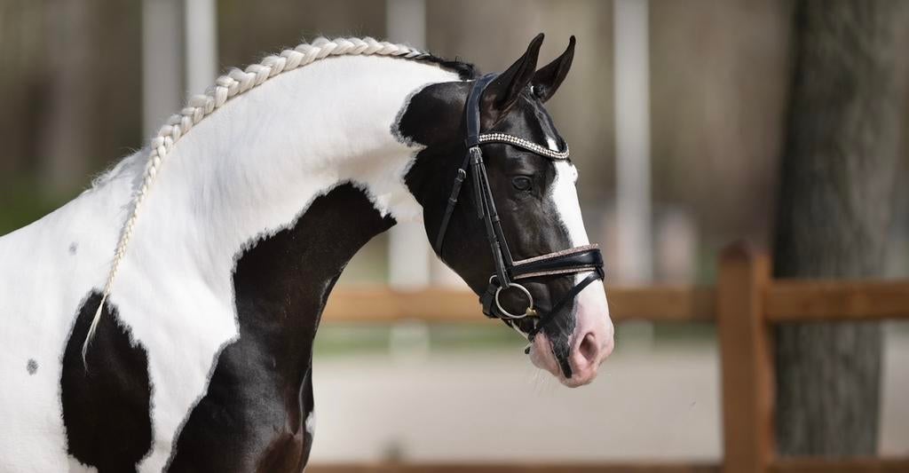 Eyecatcher Barock pinto homozygoottobiano hengst ter dekking, Dieren en Toebehoren, Paarden en Pony's | Dekhengsten en Fokmerries