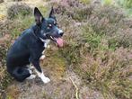 Border Collie reu 2 jaar, werkhond voor schapen, Dieren en Toebehoren, Honden | Herdershonden en Veedrijvers, Parvo, Reu, 1 tot 2 jaar