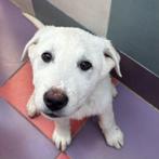 ACE: Hackel, wie geeft hem een mooie toekomst?, Particulier, 8 tot 15 weken, Buitenland, Parvo