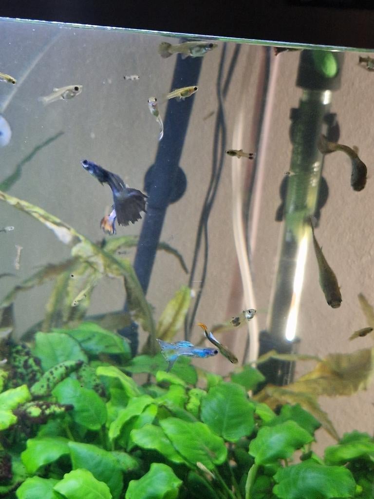 Baby guppen kruising bleu moscow, Vis, Zoetwatervis