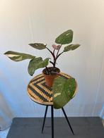 Philodendron Red Anderson - 12cm pot, prachtige kamerplant, Overige soorten, In pot, Minder dan 100 cm, Groene kamerplant