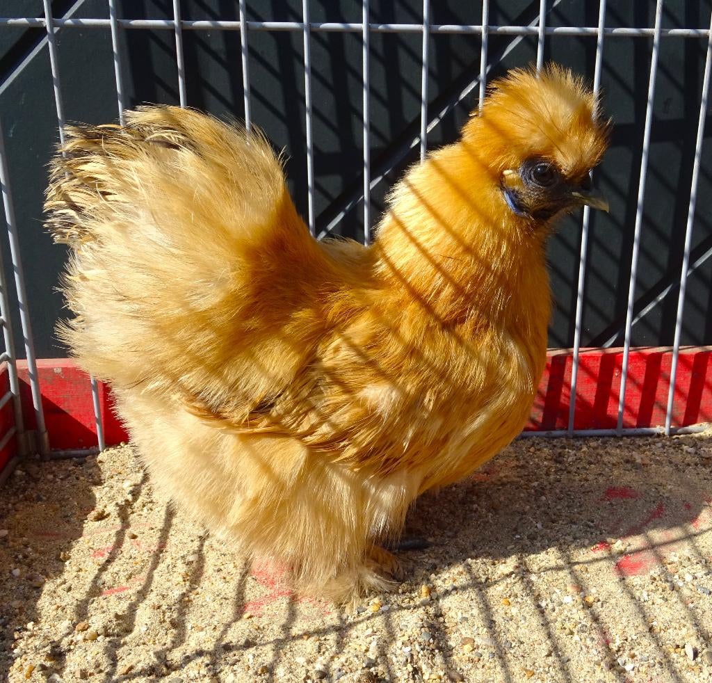 Zijdehoen kriel buff, Dieren en Toebehoren, Vrouwelijk, Kip