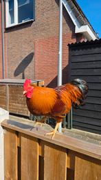 Lieve New Hampshire kriel haan zoekt een fijn nieuw thuis, Dieren en Toebehoren, Pluimvee, Mannelijk, Kip