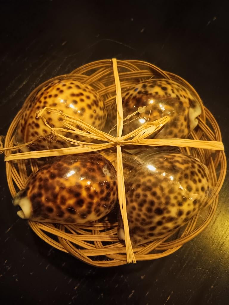 Mandje met 4 kauri schelpen, Ophalen of Verzenden, Nieuw