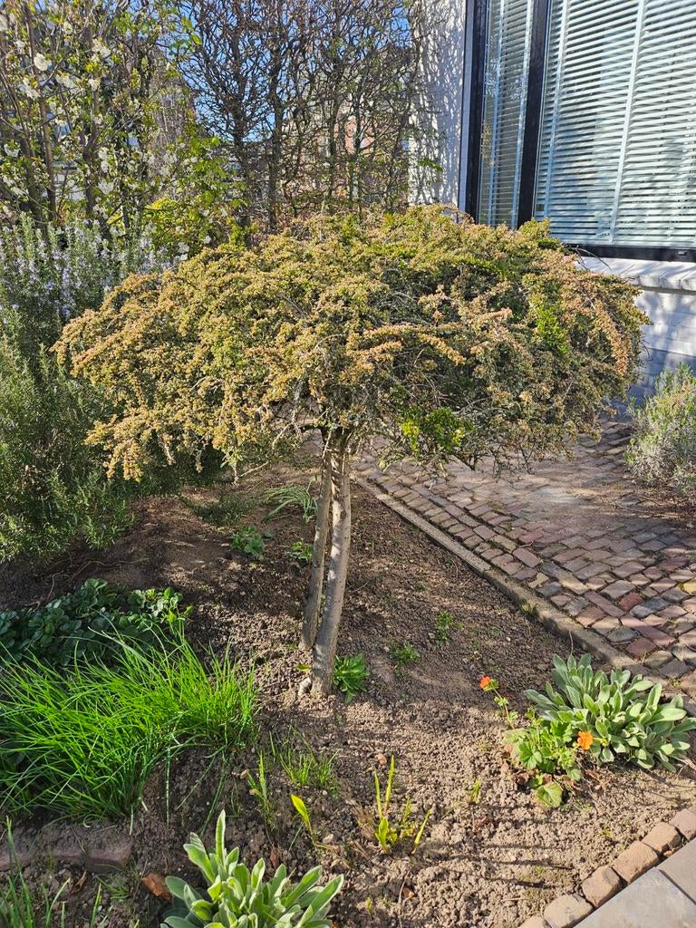 Diverse tuinplanten GERESERVEERD, Tuin en Terras, Planten | Bomen, Ophalen, Halfschaduw, Overige soorten, 100 tot 250 cm