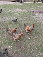 Bielefelder haan met 3 hennen, Meerdere dieren, Kip