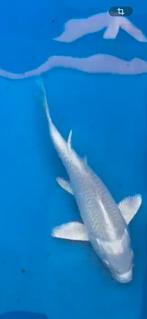 Butterfly koi, Dieren en Toebehoren, Karper of Koi