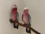 Rose kaketoe - Eolophus roseicapilla, Meerdere dieren, Papegaai, Geringd