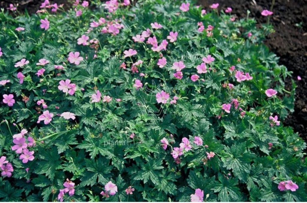 Roze Bodembedekkende Geranium - Vaste Plant, Tuin en Terras, Planten | Tuinplanten, Ophalen, Bodembedekkers, Vaste plant, Halfschaduw