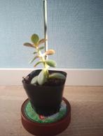 Leuke Vetplant, jadeplant ofwel crassula ovata, Huis en Inrichting, Ophalen, Vetplant, Halfschaduw, Minder dan 100 cm