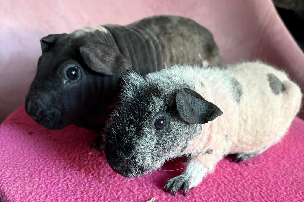 Skinny cavia beer dalmatiër, Cavia, Mannelijk, December, Tam