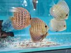 Indiana Tiger Discus, Symphysodon Discus, Vis, Zoetwatervis