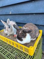 2 lieve dwergkonijntjes, Dieren en Toebehoren, Konijnen, Mannelijk, Dwerg, Hangoor, 0 tot 2 jaar