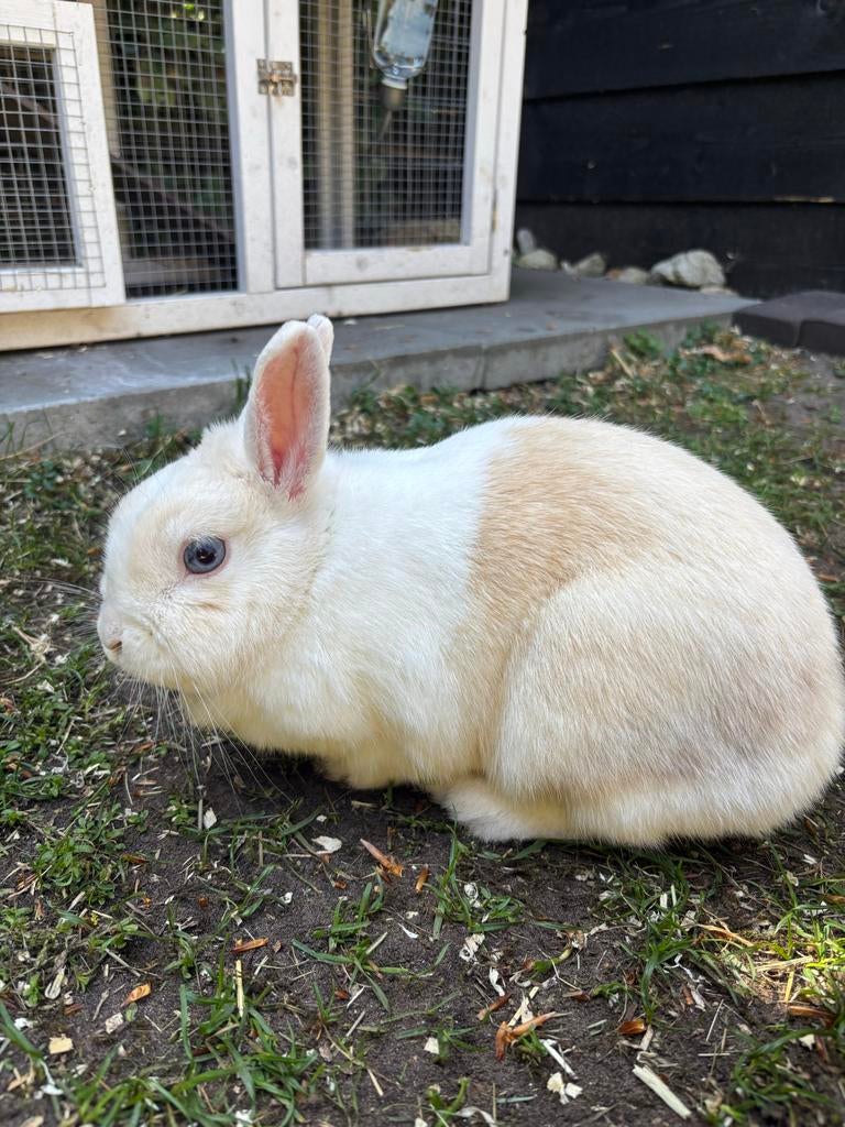 Dwerg konijn, Dieren en Toebehoren, Konijnen, Dwerg, Vrouwelijk
