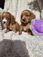 Cavapoo pups    maltipoo, Overige rassen, 8 tot 15 weken, Meerdere, Meerdere dieren