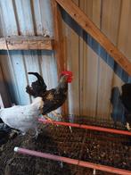 Grote Krielhaan, Mannelijk, Kip