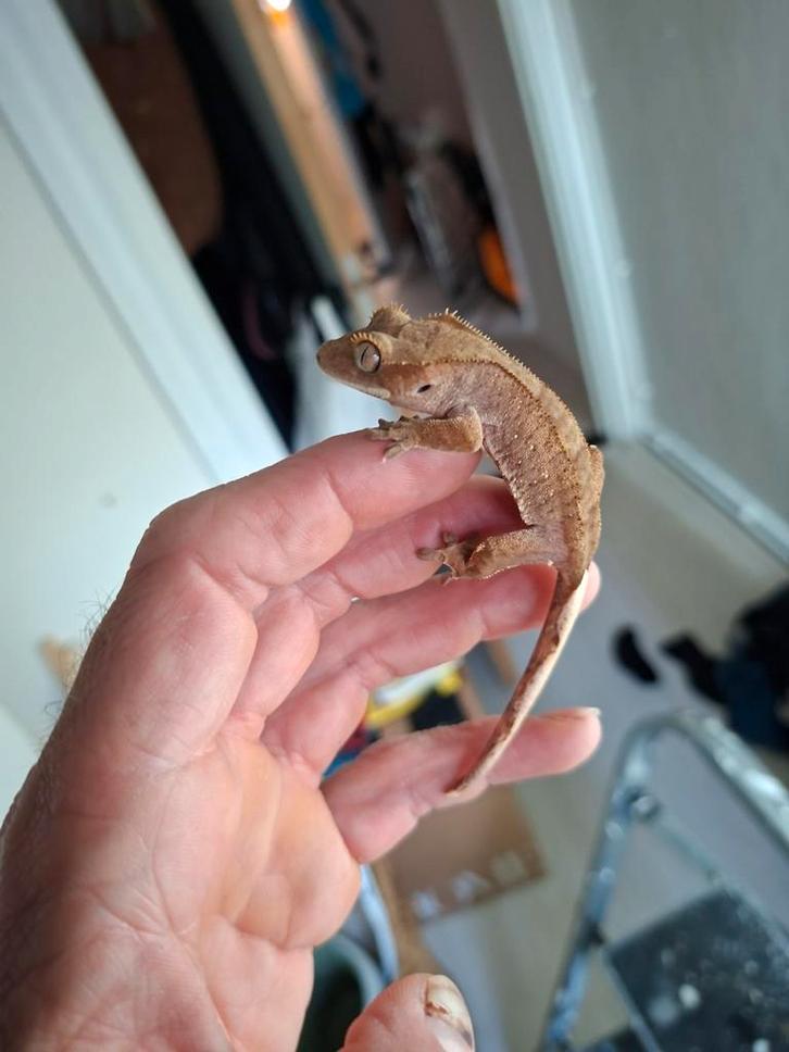 Wimpergekko Lama251 Crested Gecko - unknown for sale from Bas Wolf