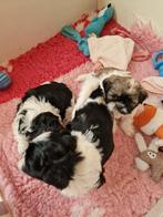 shiz thz pups ,3 reutjes 2 zwart met wit en 1 wit met bruin, Dieren en Toebehoren, 8 tot 15 weken, Meerdere, Nederland, Particulier