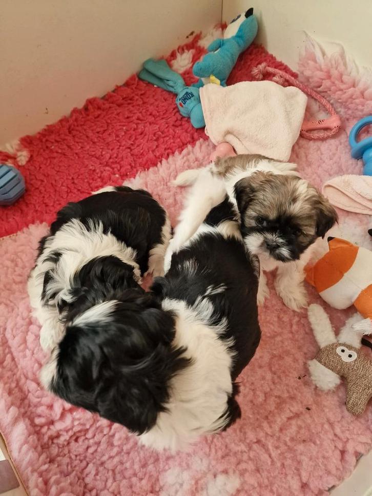 shiz thz pups ,3 reutjes 2 zwart met wit en 1 wit met bruin, Dieren en Toebehoren, Honden | Chihuahua's en Gezelschapshonden, Reu