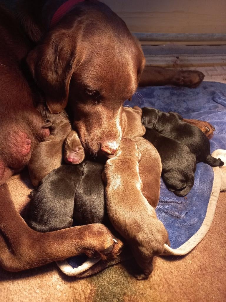 Labrador puppy's, 8 tot 15 weken, Labrador retriever, Parvo, Meerdere