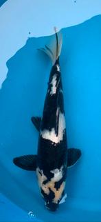 Vhq shiro utsuri, kweker Omosako, nisai, 35 cm, Dieren en Toebehoren, Karper of Koi