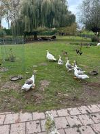 Ganse, Dieren en Toebehoren, Pluimvee, Meerdere dieren, Eend