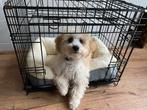 Dog Crate, Ophalen, Gebruikt