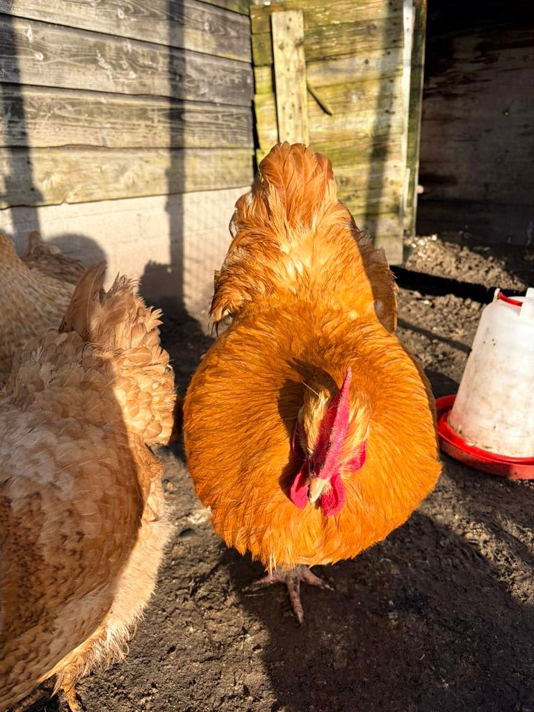 Grote Orpington haan, Dieren en Toebehoren, Mannelijk, Kip