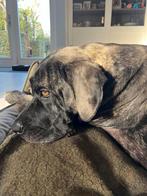 Lieve en speelse Duitse Dog x Cane Corso van 4,5 jaar, Dieren en Toebehoren, Parvo, Eén hond, 3 tot 5 jaar, Nederland