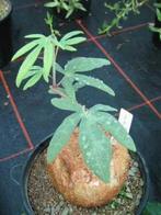 Caudex Adenia Stenadicta van oorsprong uit Tanzania, Overige soorten, Ophalen of Verzenden, In pot, Minder dan 100 cm