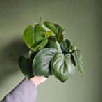 Philodendron stekken op water, Ophalen of Verzenden, Minder dan 100 cm