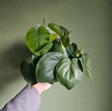 Philodendron stekken op water beschikbaar voor biedingen