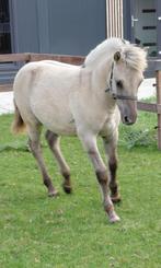 Fjorden hengstveulen (Gra kleur), Dieren en Toebehoren, Paarden, Minder dan 160 cm, Niet van toepassing, 0 tot 2 jaar, Hengst