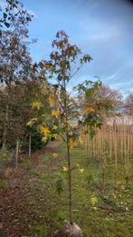 Amberbomen Liquidamba, Tuin en Terras, Planten | Bomen, Overige soorten, 250 tot 400 cm, Ophalen of Verzenden