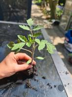 Tomaten en peper plantjes moestuin, Tuin en Terras, Planten | Tuinplanten, Zomer, Ophalen of Verzenden, Groenteplanten, Eenjarig